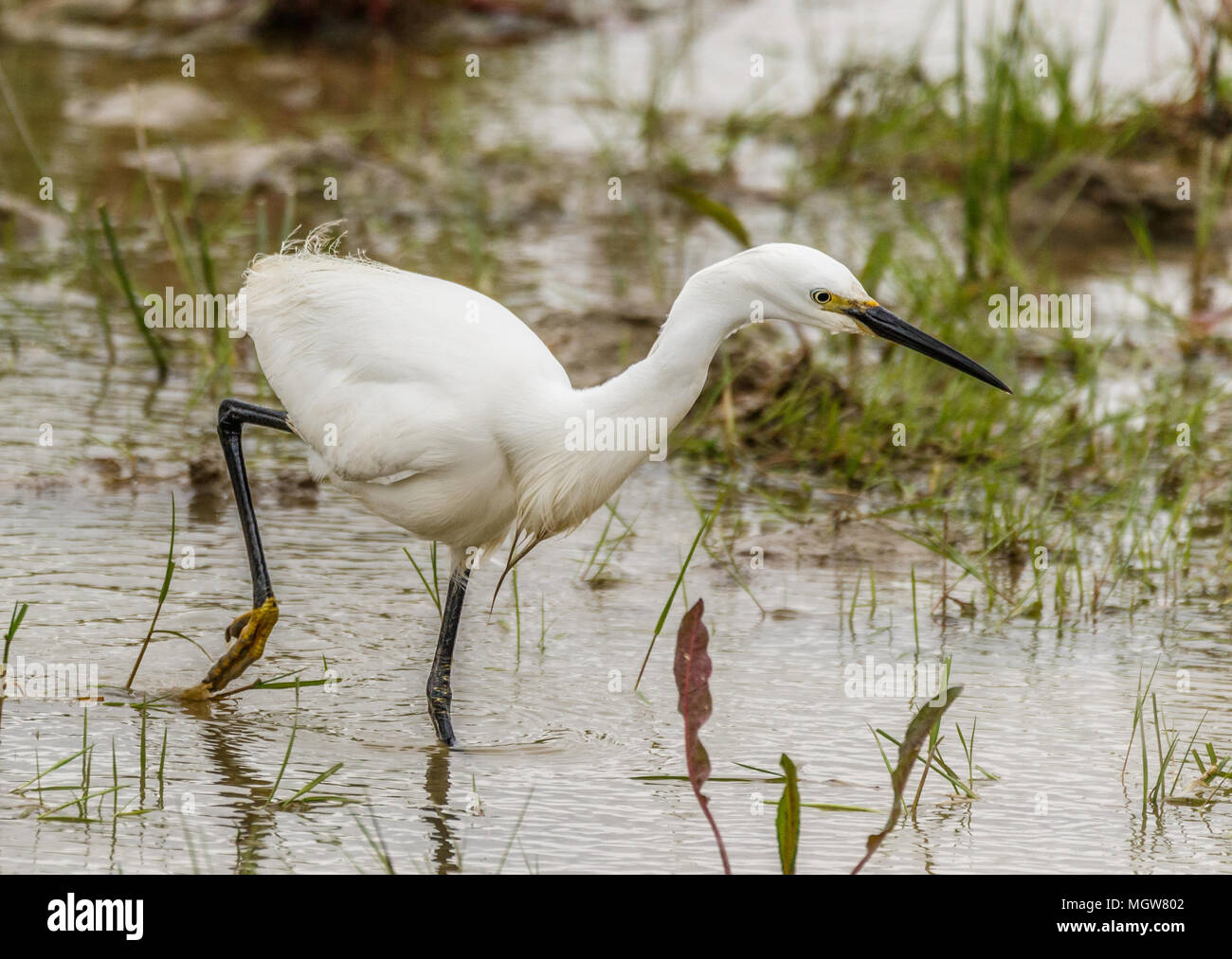 Northward hill nature reserve hi-res stock photography and images - Alamy