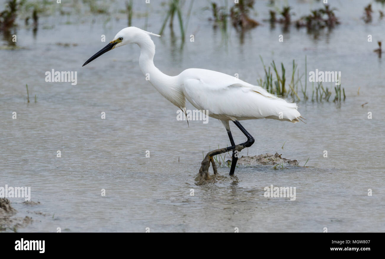 Northward hill nature reserve hi-res stock photography and images - Alamy