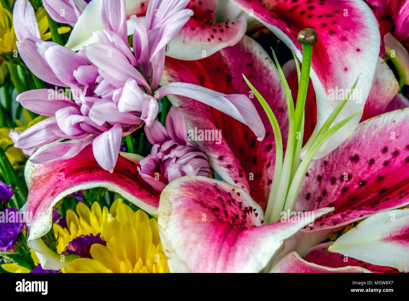 Lilium cernuum is a species of lily native to Korea and eastern Siberia, the Stargazer lily is a hybrid lily of the Oriental group Stock Photo