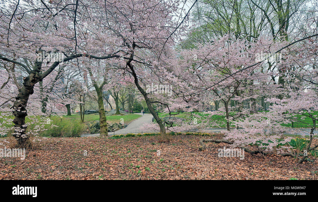 Spring in Central Park with Cherry trees Stock Photo - Alamy