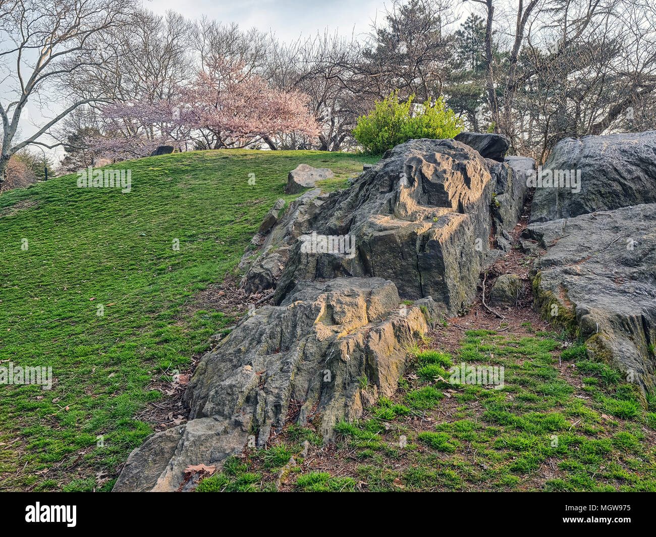 Spring in Central Park with Cherry trees Stock Photo - Alamy