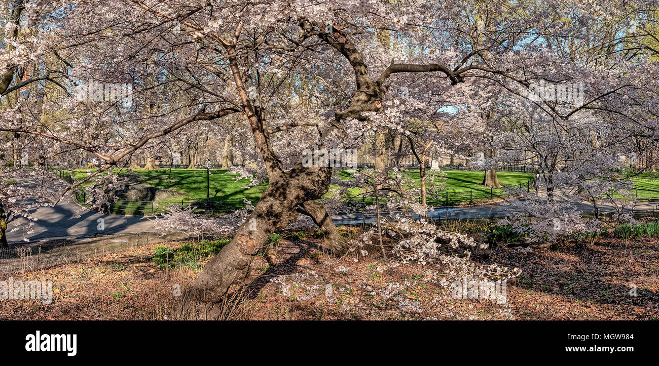 Spring in Central Park with Cherry trees Stock Photo - Alamy