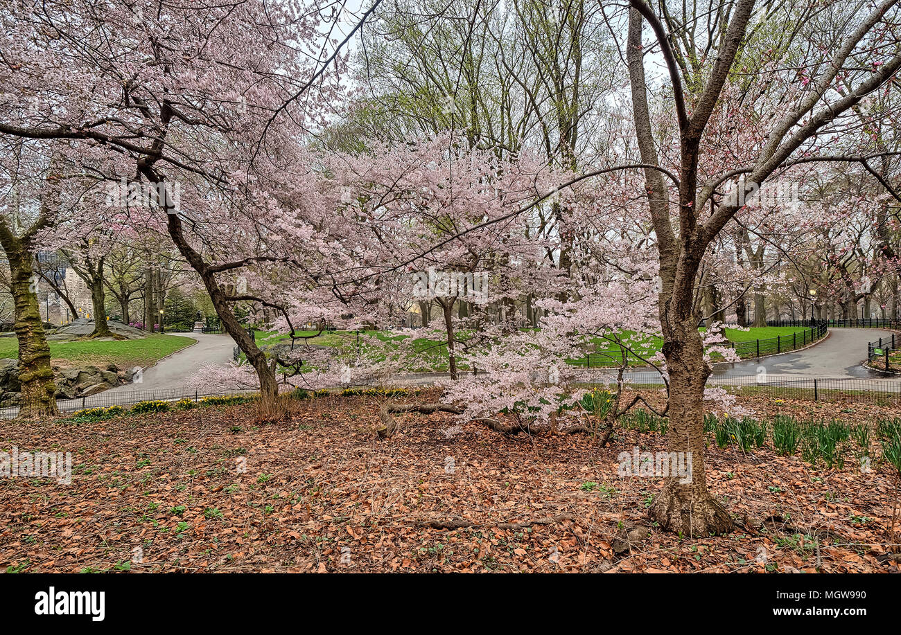 Spring in Central Park with Cherry trees Stock Photo - Alamy