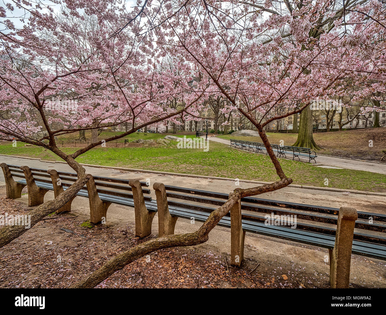 Spring in Central Park with Cherry trees Stock Photo - Alamy