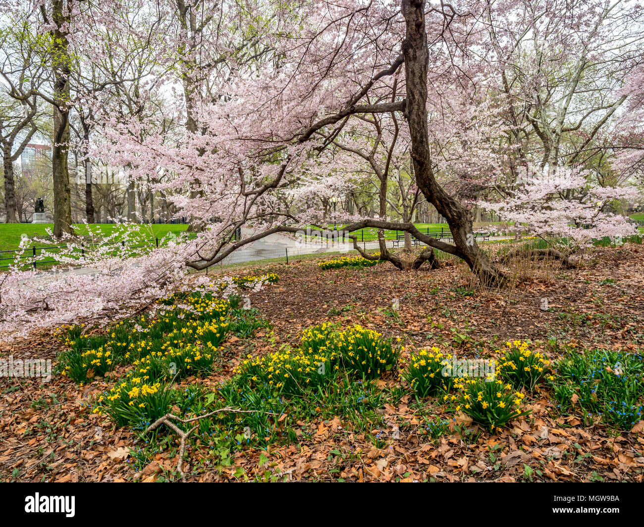 Spring in Central Park with Cherry trees Stock Photo - Alamy