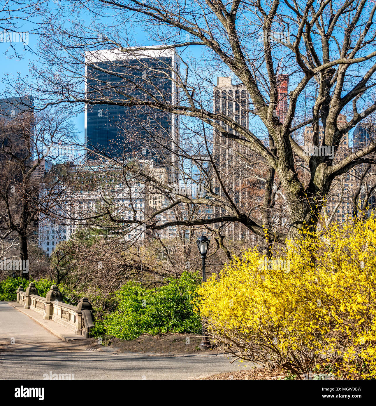 Spring in Central Park with Cherry trees Stock Photo - Alamy
