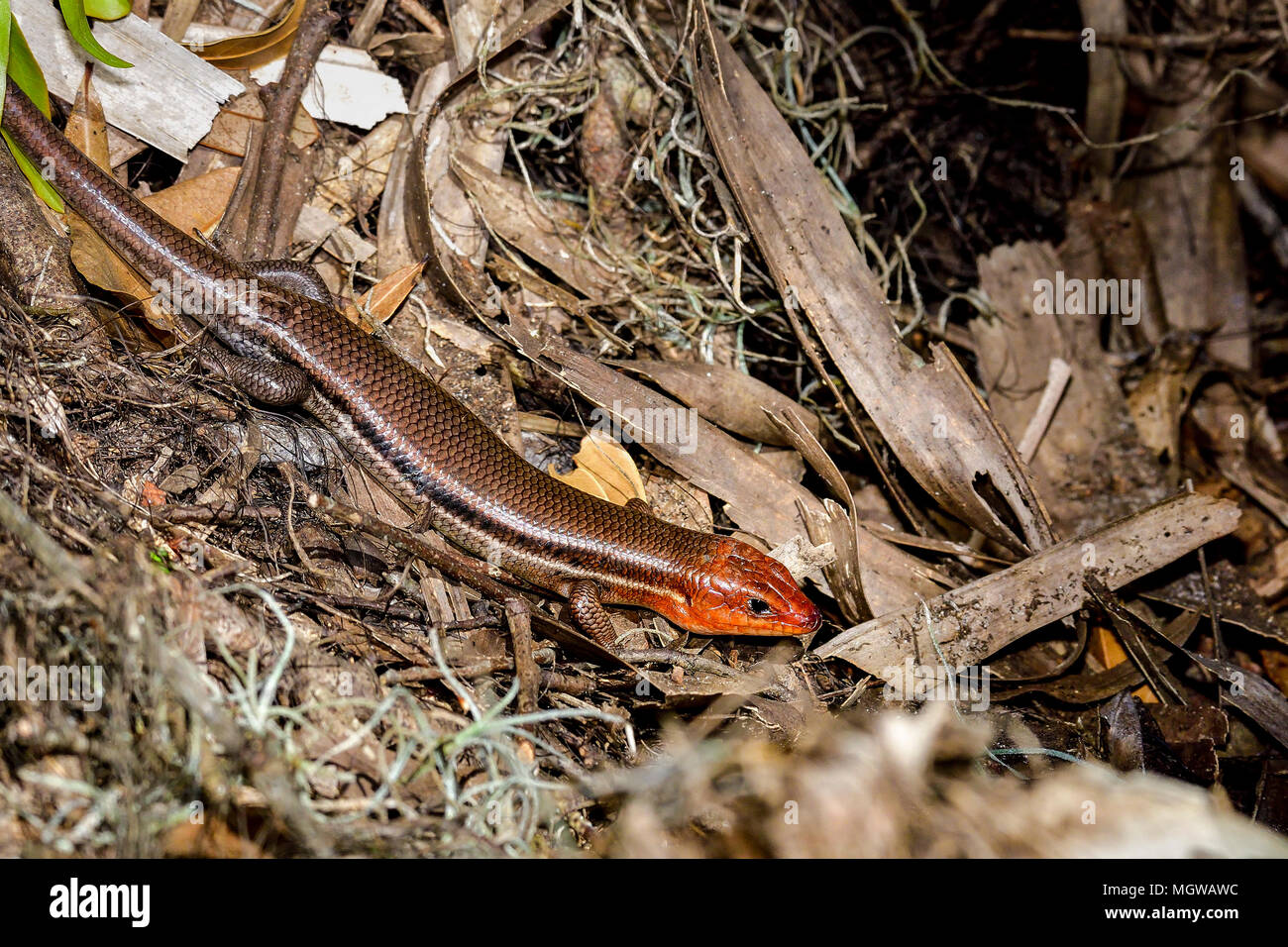 Broadhead Skink Stock Photo