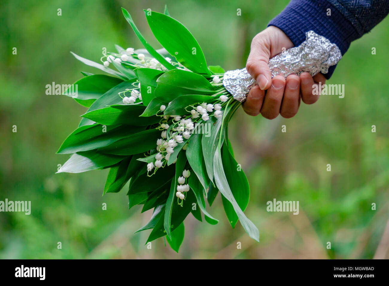 Brin De Muguet High Resolution Stock Photography And Images Alamy