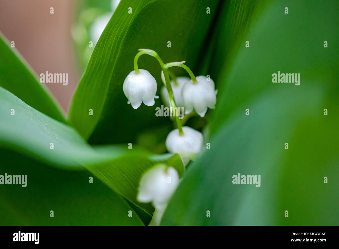Brin De Muguet High Resolution Stock Photography And Images Alamy