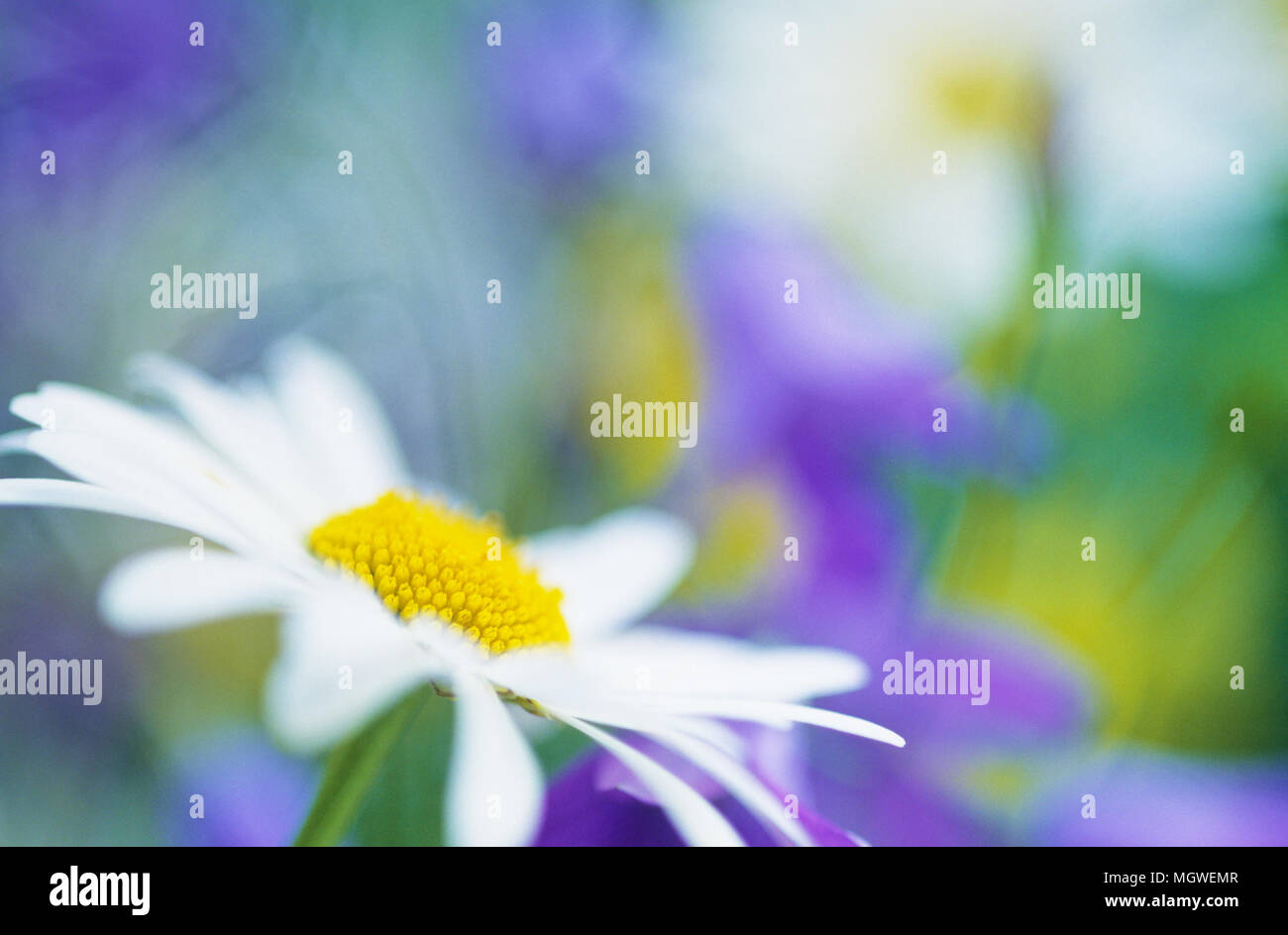 Oxeye daisies (Leucanthemum vulgare) in flower meadow. Selective focus and very shallow depth of field. Stock Photo