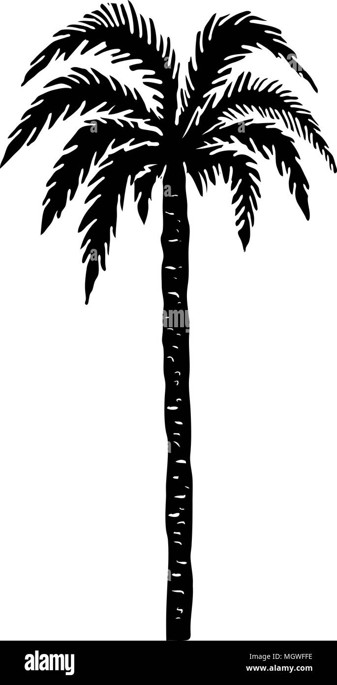 Hand Drawn Palm Tree Illustration Design Element For Poster Card Banner T Shirt Vector Image Stock Vector Image Art Alamy Hand Drawn Palm Tree Illustration Design Element For Poster Card Banner T Shirt Vector Image Stock Vector Image Art Alamy