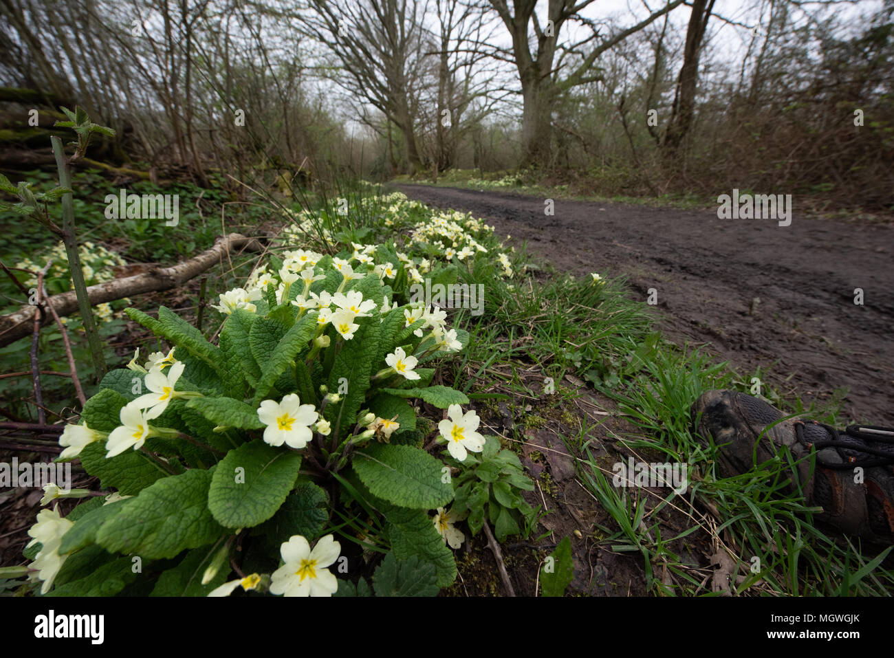 Primrose in a country lane Stock Photo