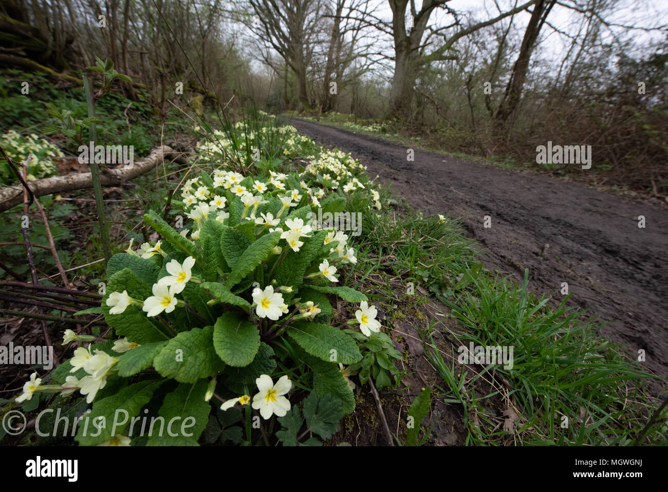 Primrose in a country lane Stock Photo