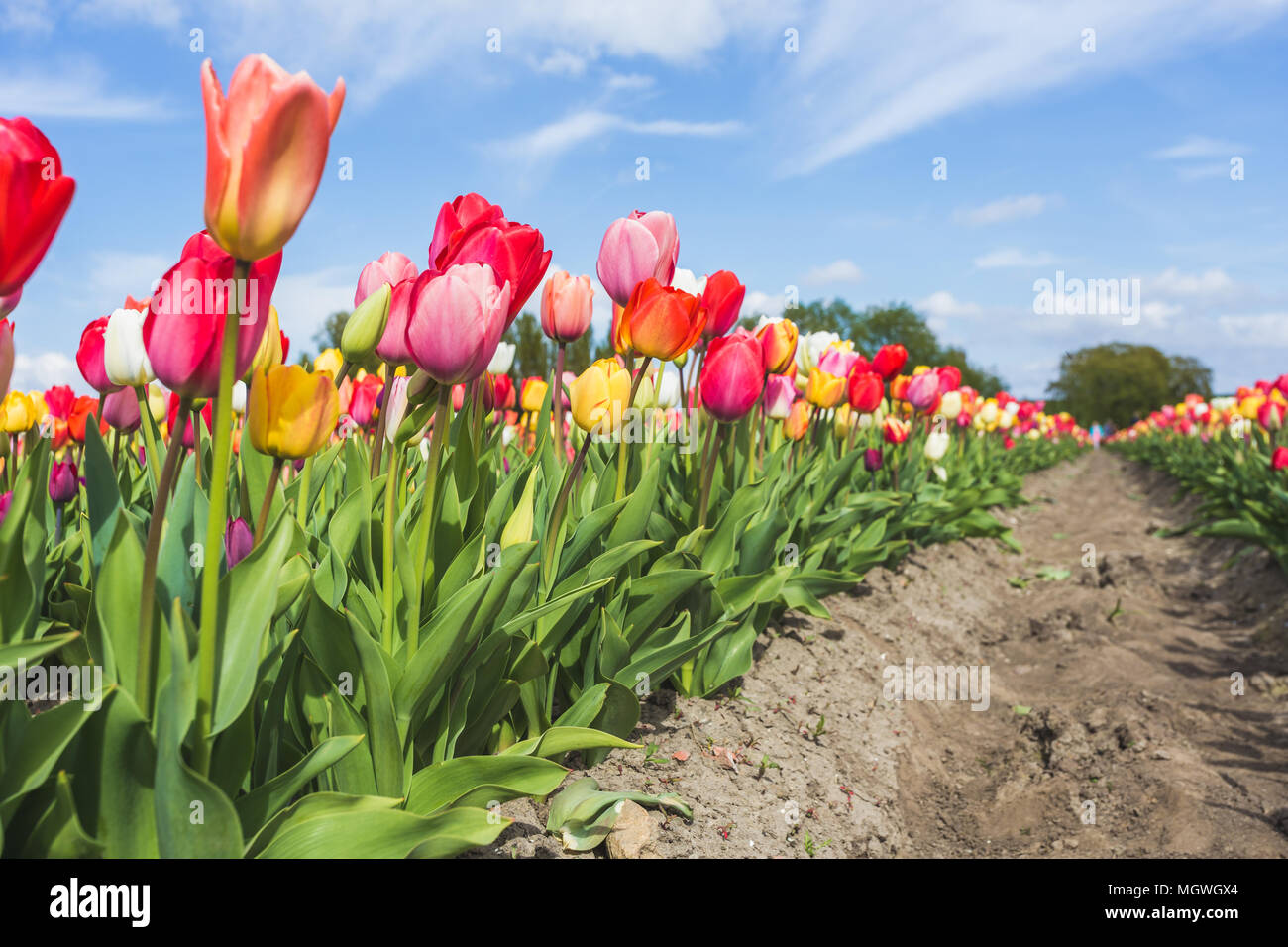 Multicoloured tulip field and clouds in the blue sky. Yersekendam ...