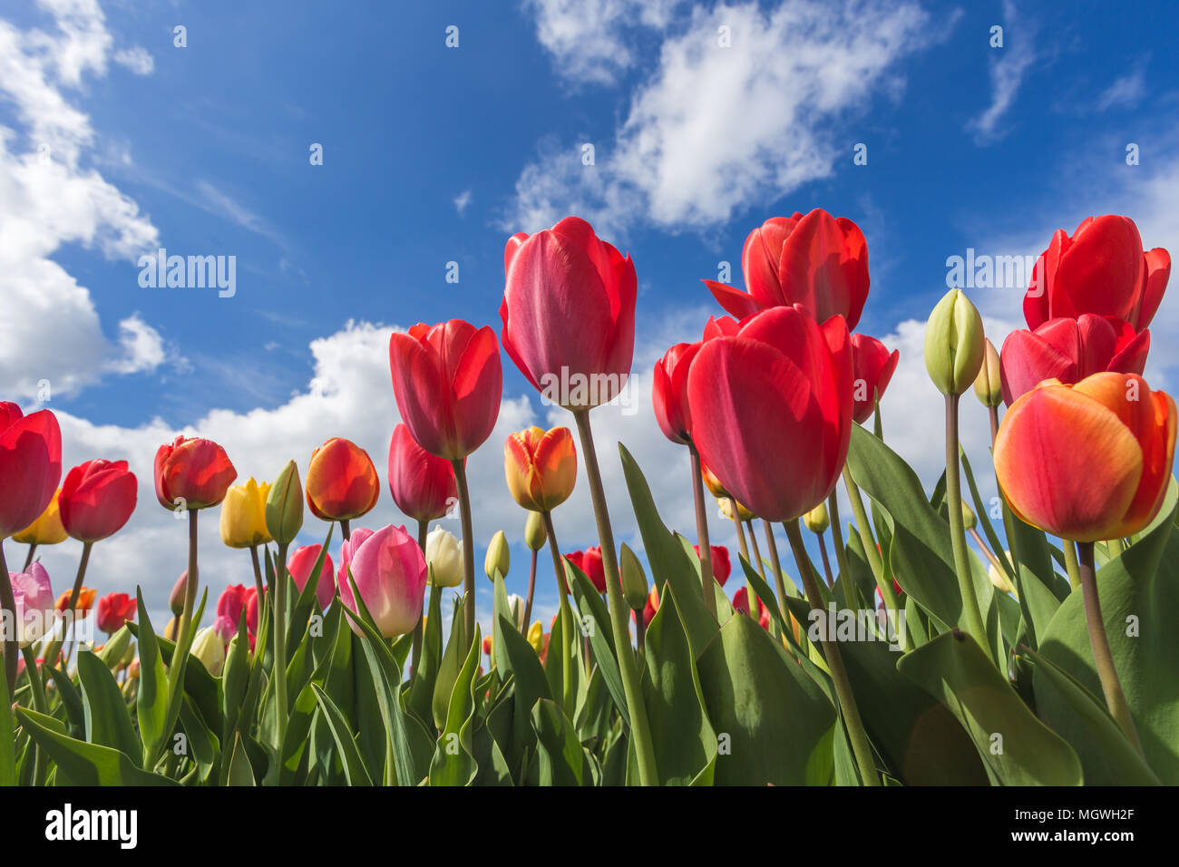 Multicoloured tulip field and clouds in the blue sky. Yersekendam ...