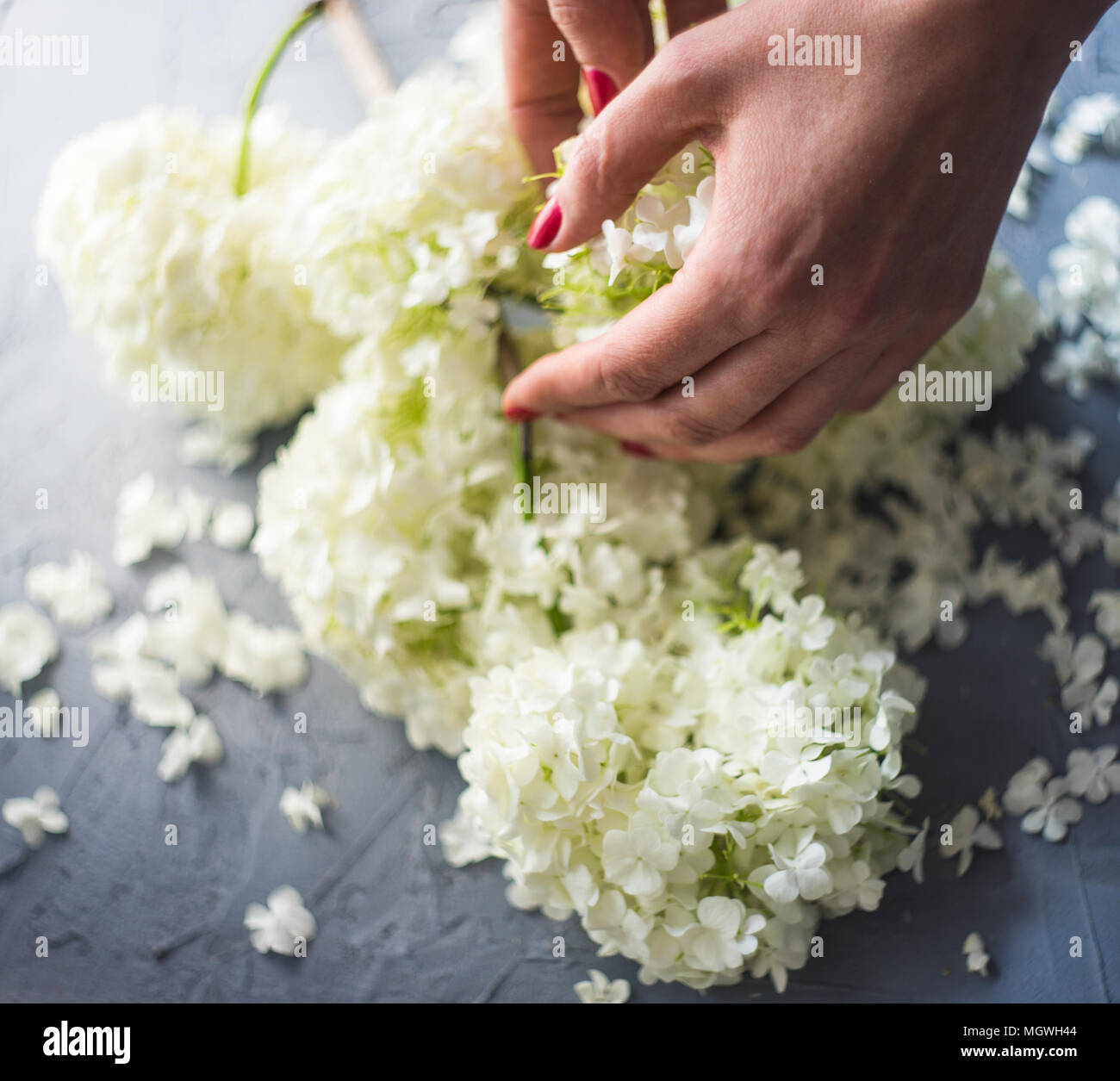 Beautiful woman hands holding white Viburnum opulus 'Roseum' flowers Stock Photo