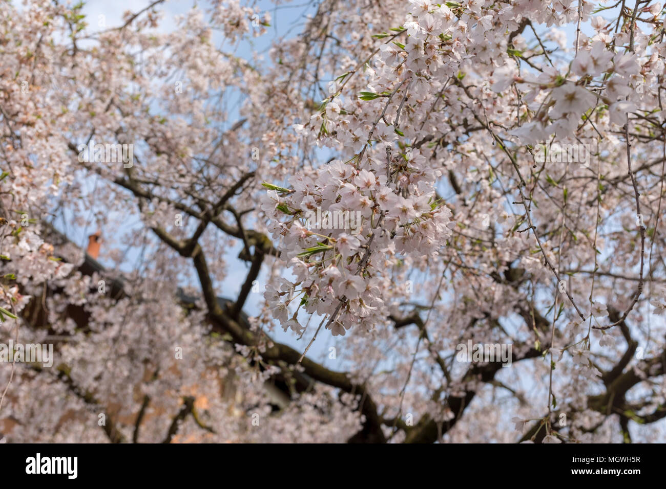 Japanese weeping cherry tree hi-res stock photography and images - Alamy