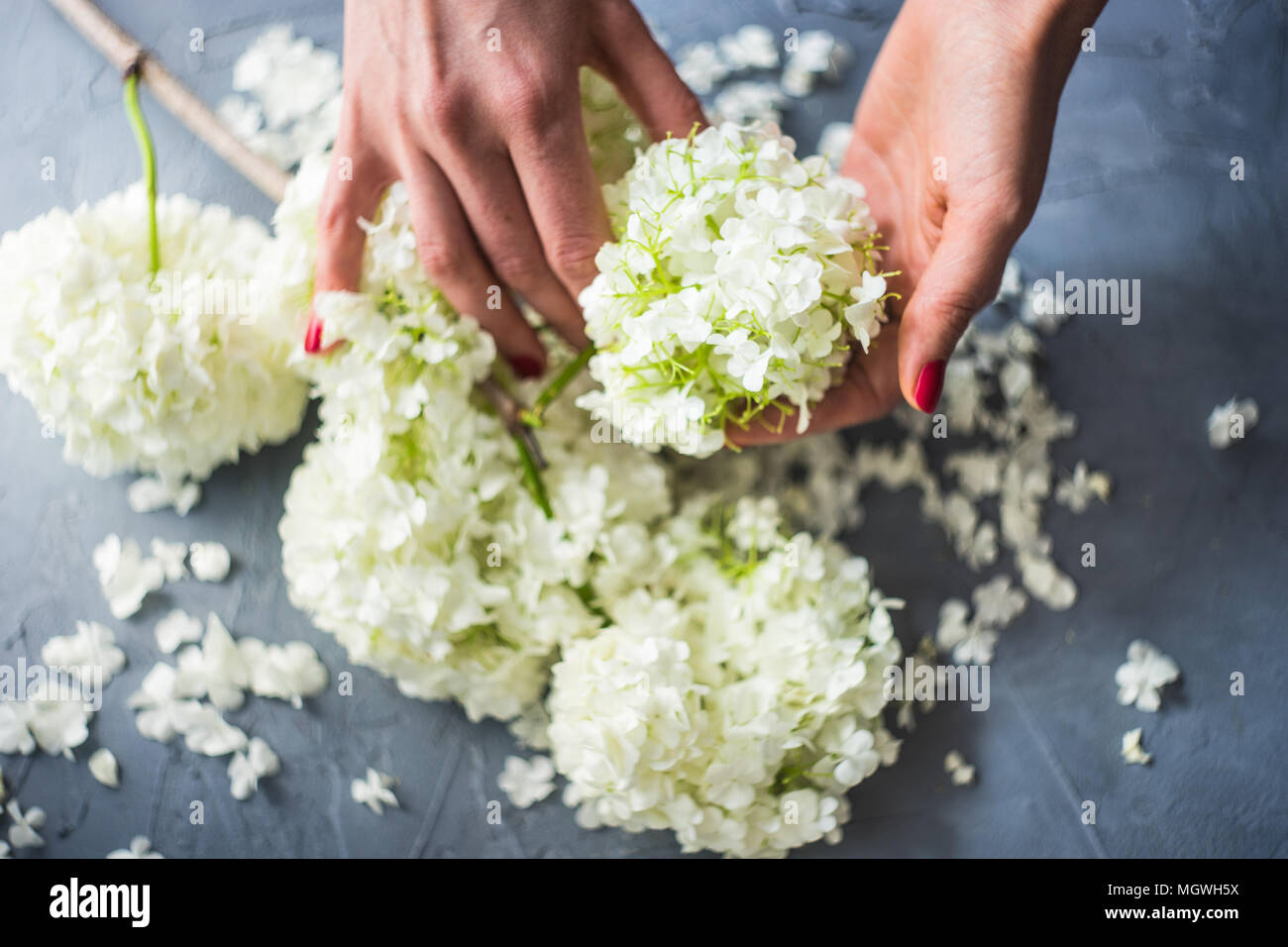 Beautiful woman hands holding white Viburnum opulus 'Roseum' flowers Stock Photo