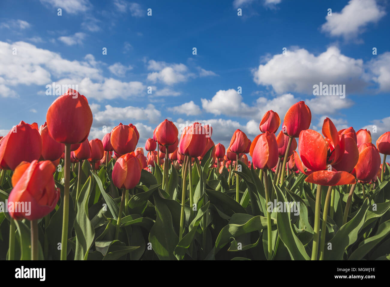 Close up of red tulips during spring bloom in the fields of Oude-Tonge Goeree-Overflakkee South Holland The Netherlands Europe Stock Photo