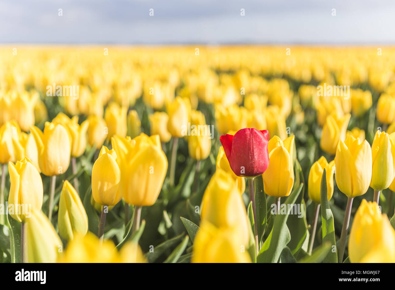 Sun on the red tulip framed by a multitude of yellow tulips Oude-Tonge Goeree-Overflakkee South Holland The Netherlands Europe Stock Photo