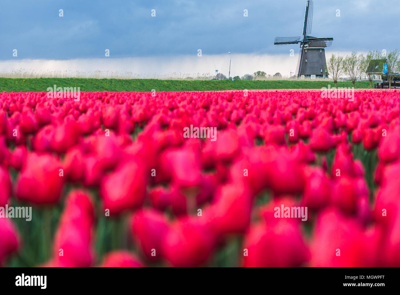 Red tulips in foreground frame the windmill in spring Berkmeer Koggenland North Holland Netherlands Stock Photo