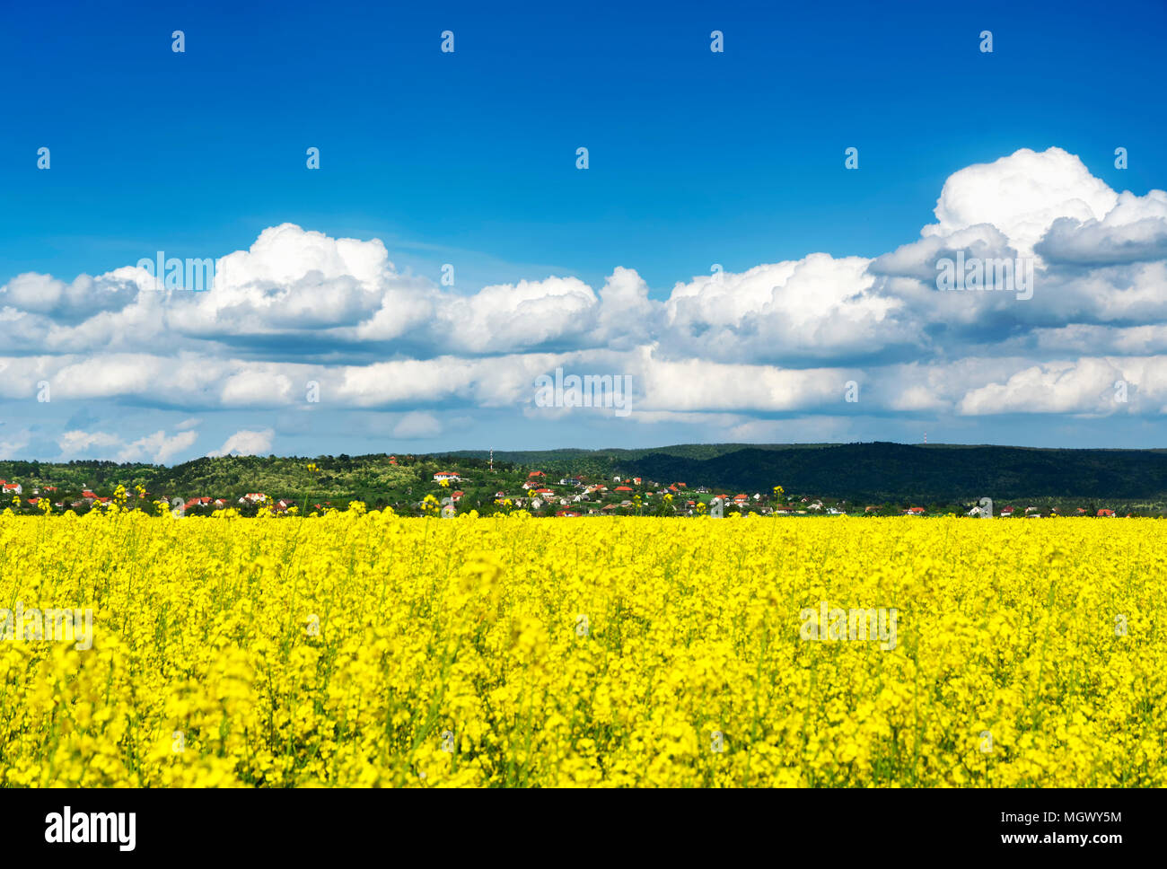 Canola field in spring time Stock Photo