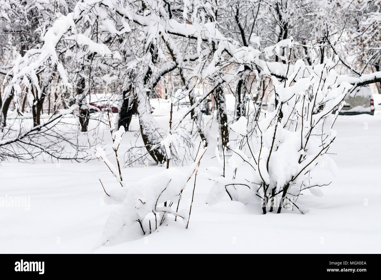 snow-covered shrubs and trees in public urban garden in Moscow city in ...