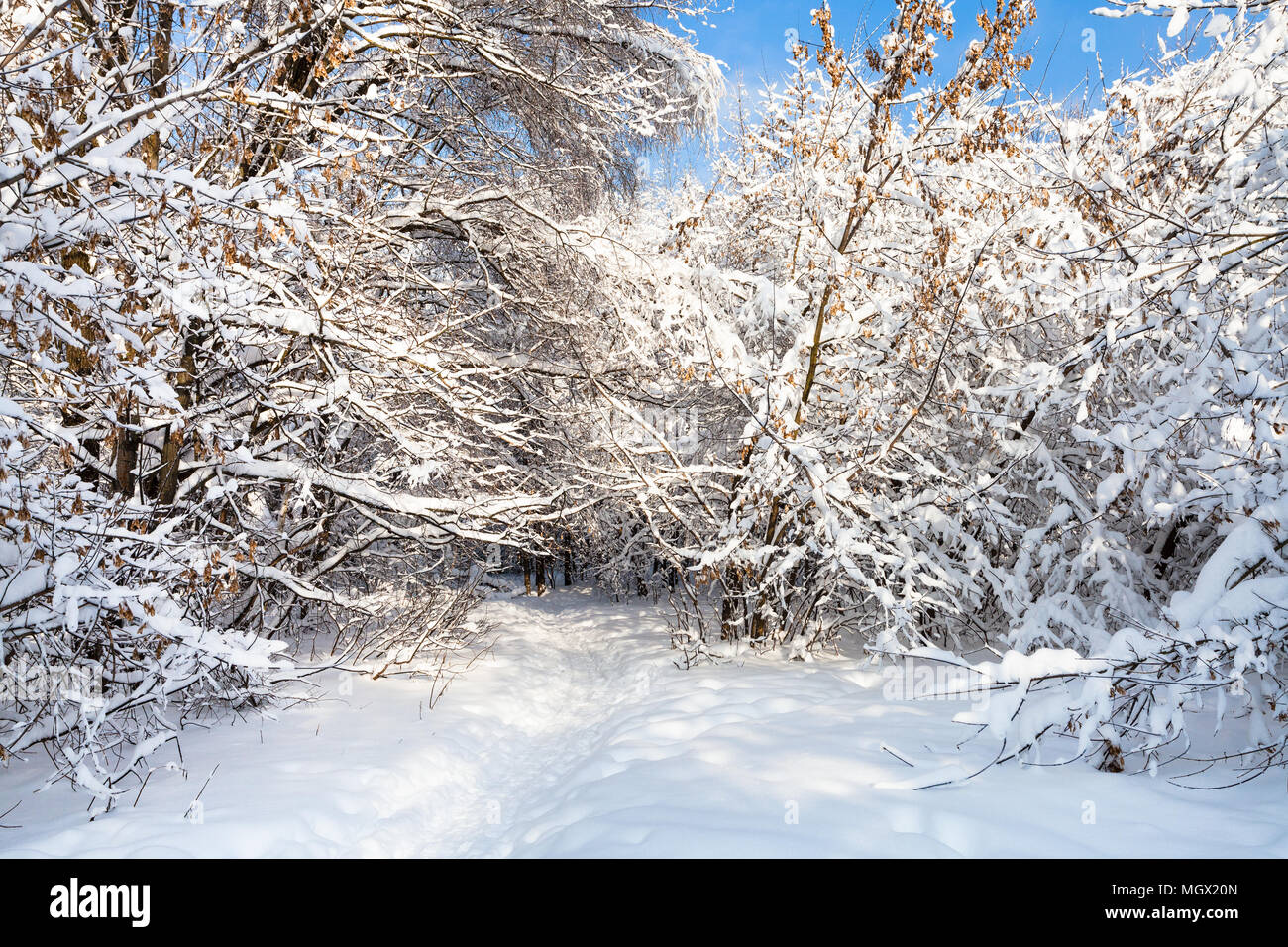 snow-covered path in Timiryazevskiy forest park of Moscow city in sunny ...