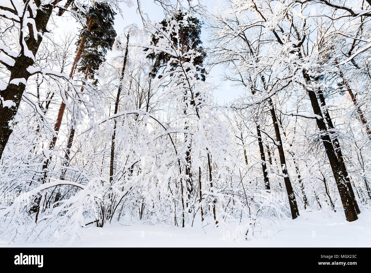 bottom view of pine and oak trees in Timiryazevskiy forest park of ...