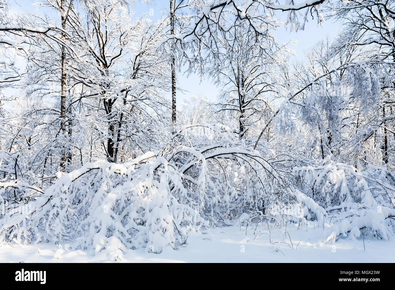 snow-covered woods in Timiryazevskiy forest park of Moscow city in ...