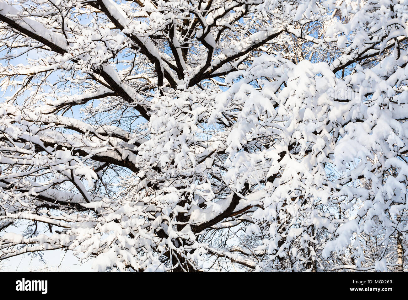 snow-covered branches of oak tree in Timiryazevskiy forest park of ...