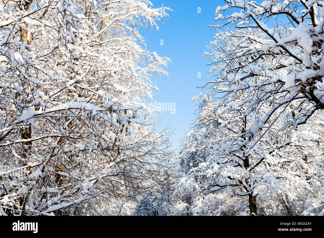 bottom view of blue sky between snowy trees in Timiryazevskiy forest ...