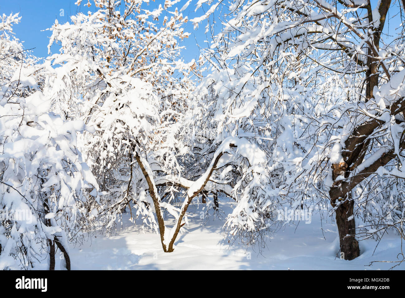 snow-covered trees in snowy urban garden in Moscow city in sunny winter ...