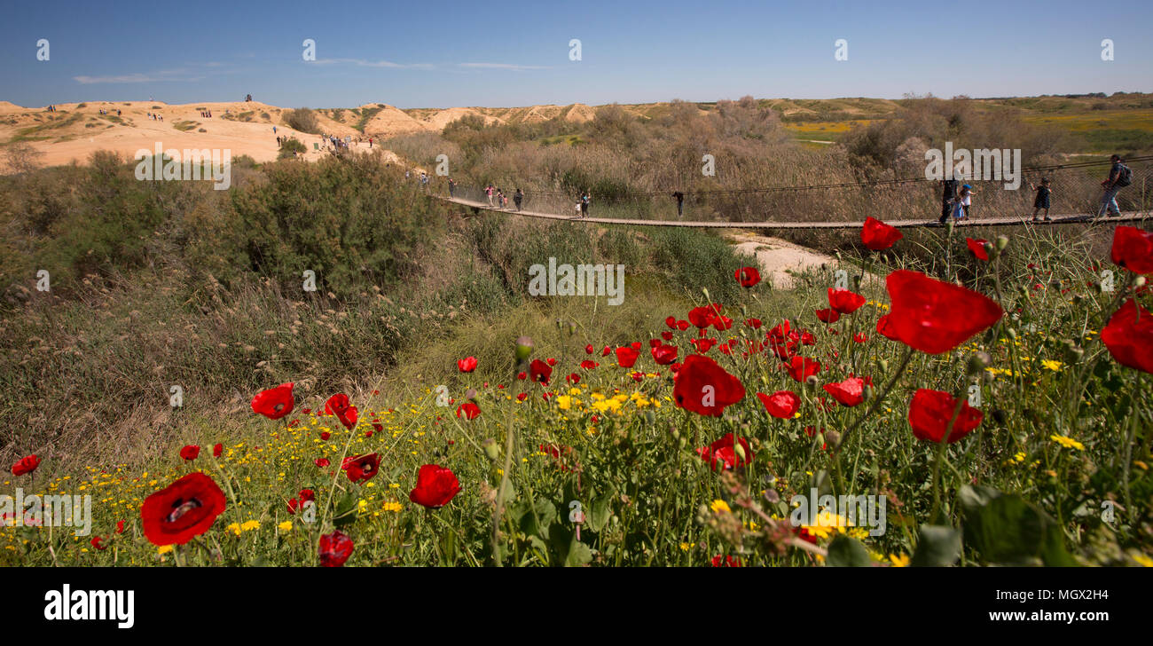 Spring flowers in Habesor Stream. Western Negev, Israel Stock Photo