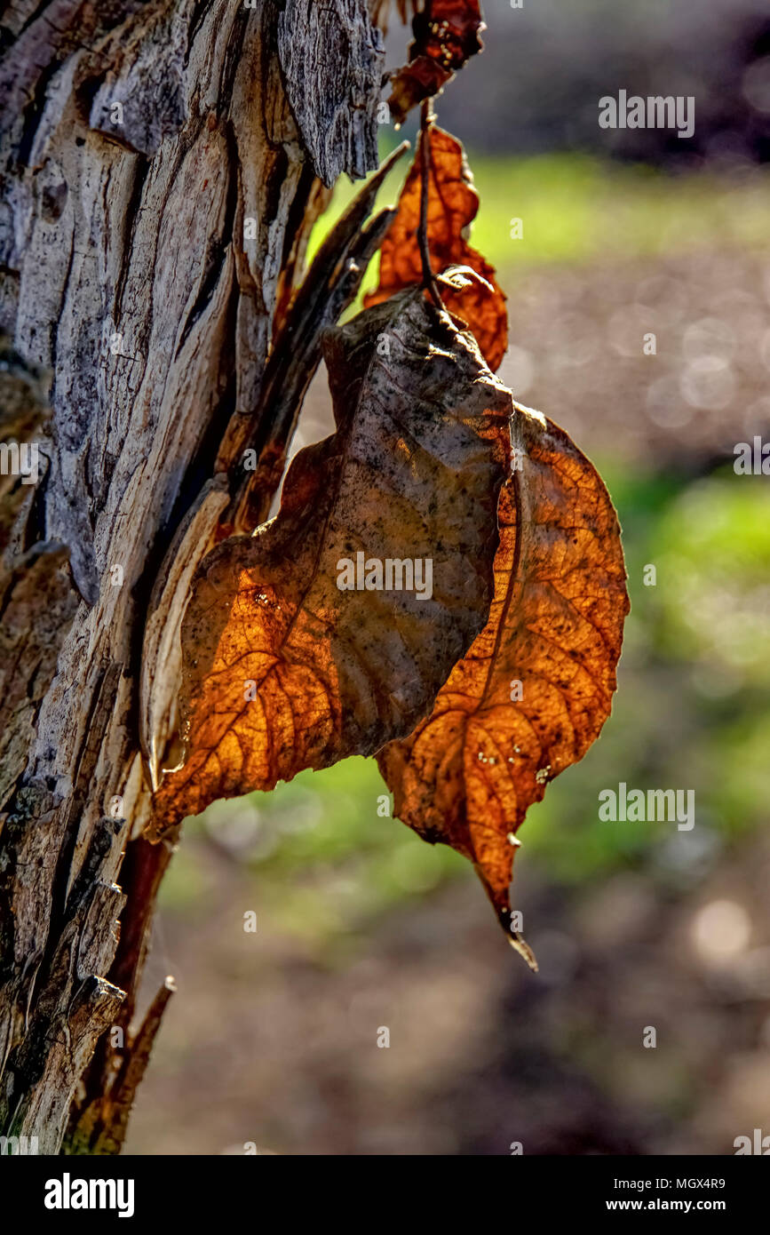 Pecan tree leaves hires stock photography and images Alamy