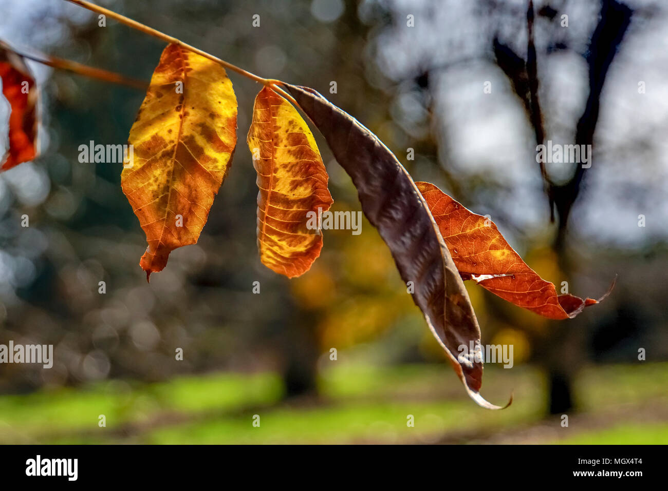 Fall coloured leaves on a pecan tree in a plantation Stock Photo Alamy