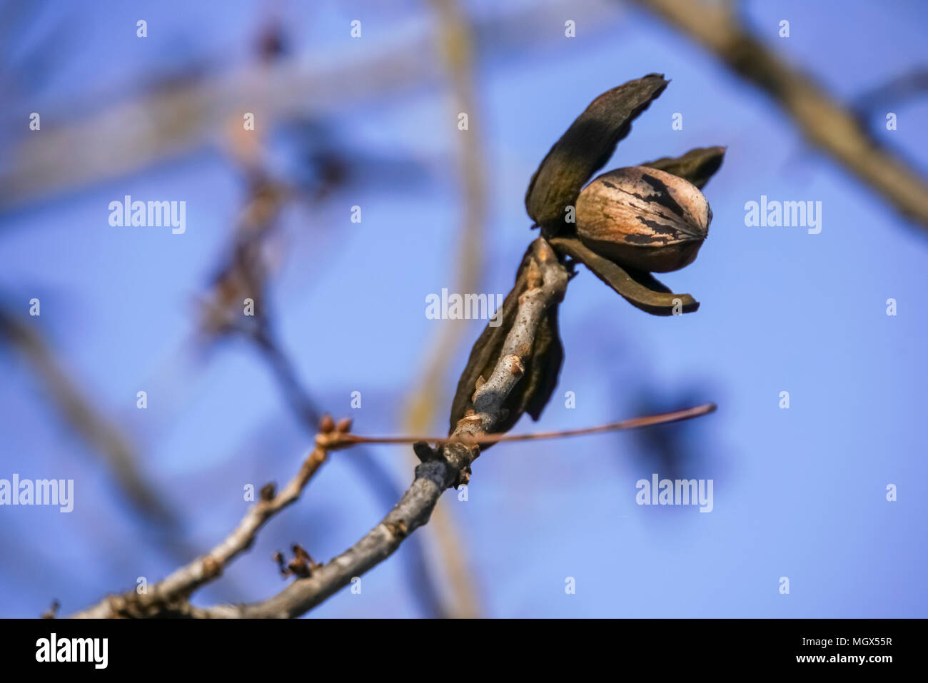 Pecan nut on a pecan tree blue sky background Stock Photo