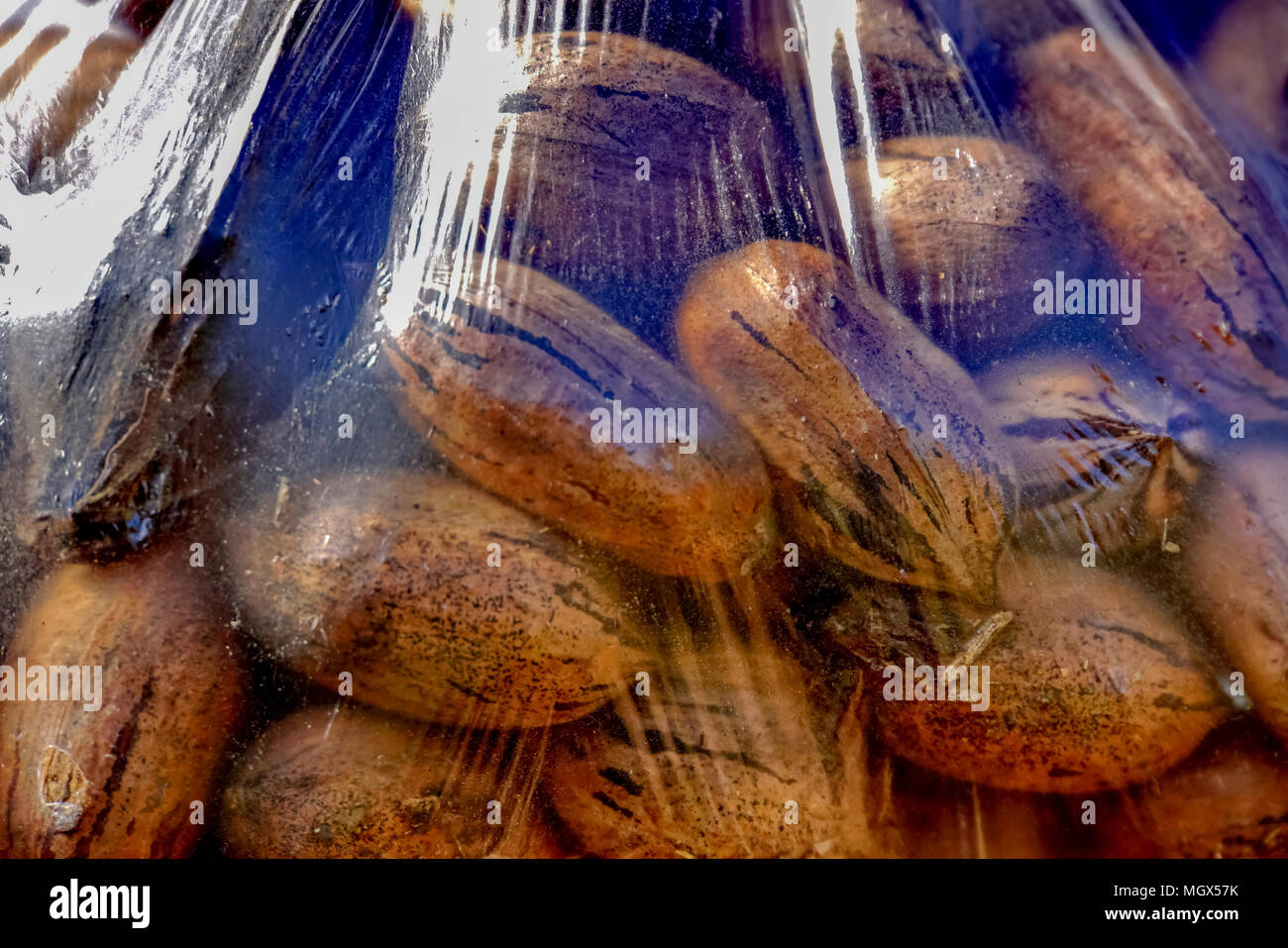 A plastic bag with pecan nuts picked from a tree Stock Photo Alamy