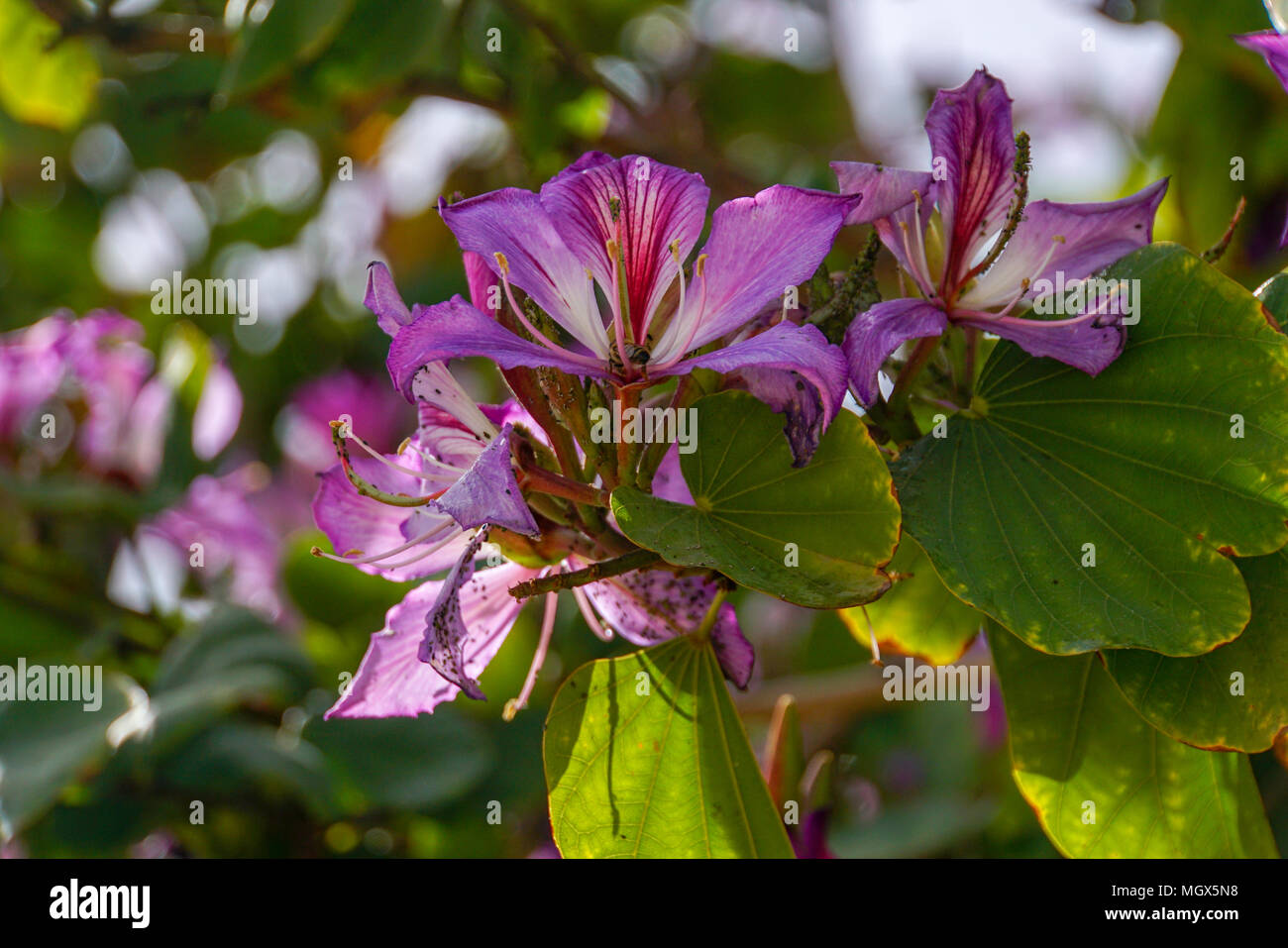 Orchid tree blossom (Bauhinia variegata). Stock Photo