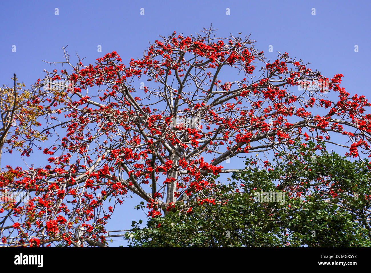 Close up of the red flower of the Delonix regia tree (AKA royal poinciana, flamboyant or flame tree) Stock Photo