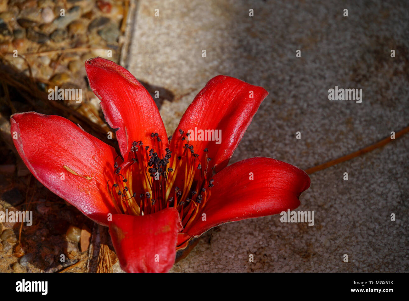 Close up of the red flower of the Delonix regia tree (AKA royal poinciana, flamboyant or flame tree) Stock Photo