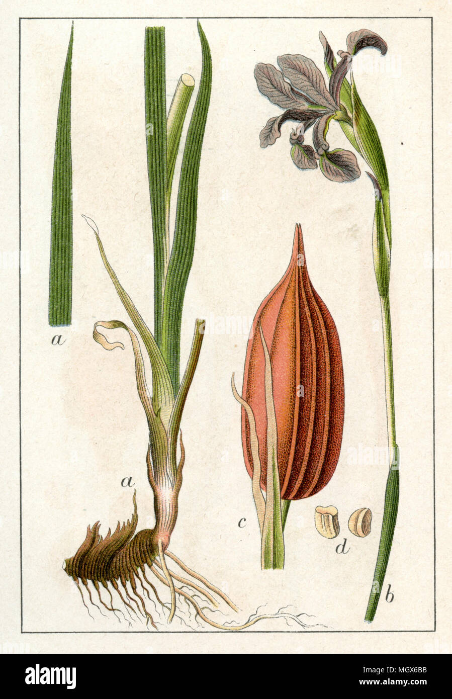Iris spuria, Blue Iris,    1905 Stock Photo