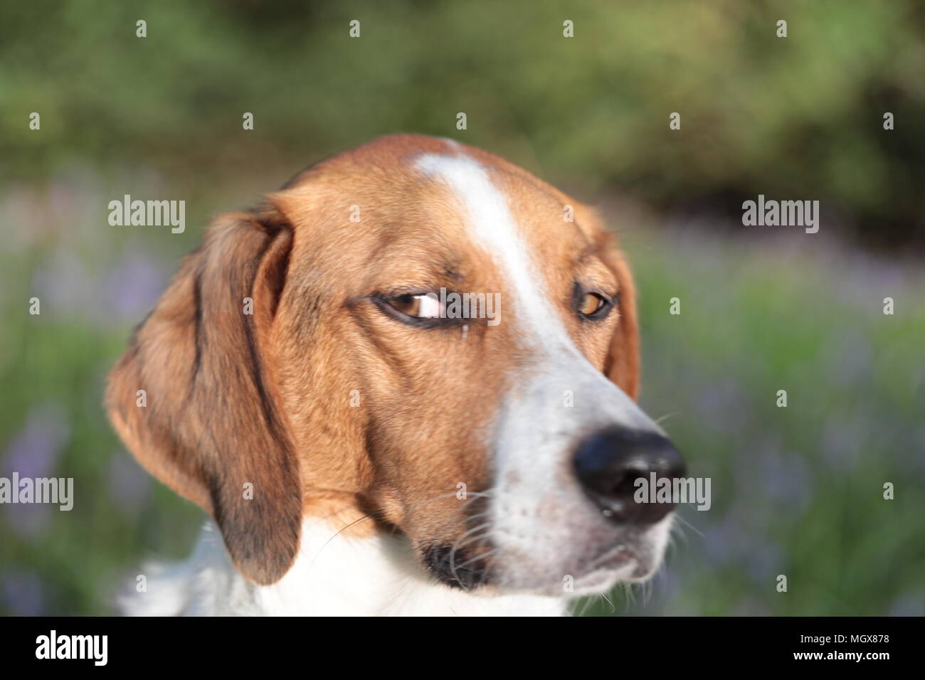 Trail hound dog Stock Photo