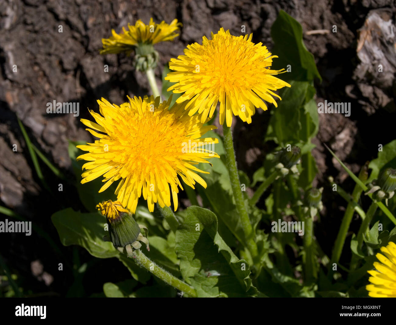 Dandelion flowers near the tree Stock Photo - Alamy