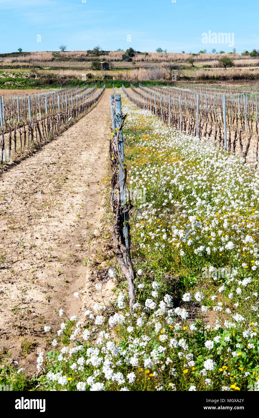 Vines growing in the Herault region of southern France. Grass & flowers