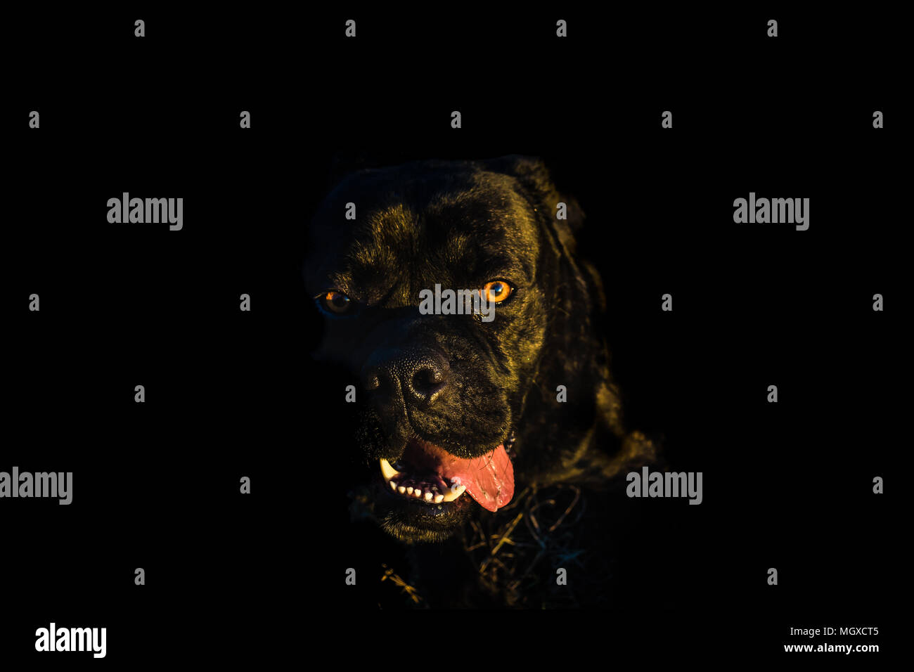 Portrait of a big black dog; eyes on camera; cane corso; italian bullmastiff Stock Photo