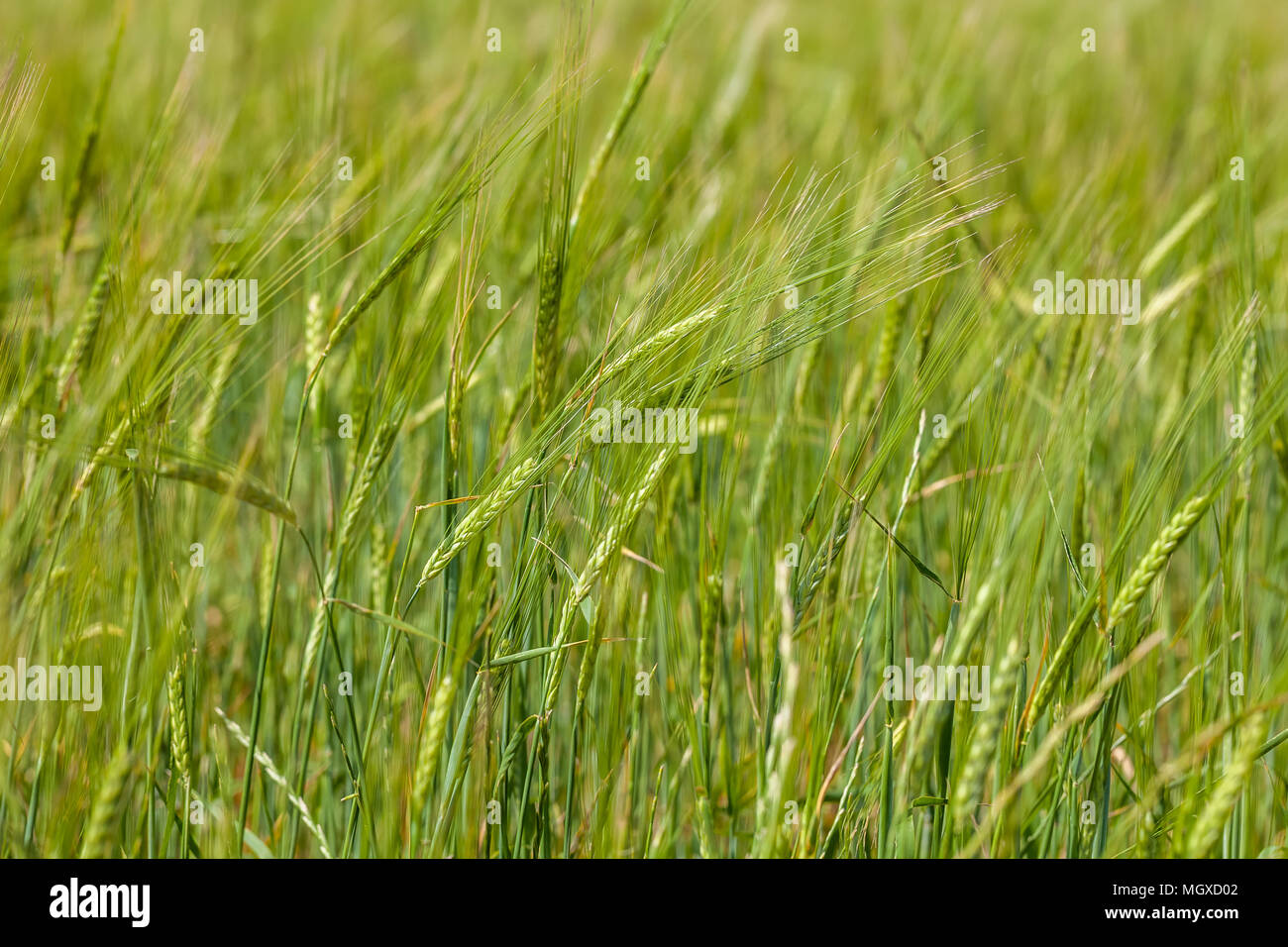 Spring Wheat Field Cluster of wheat plants hi-res stock photography and images - Alamy