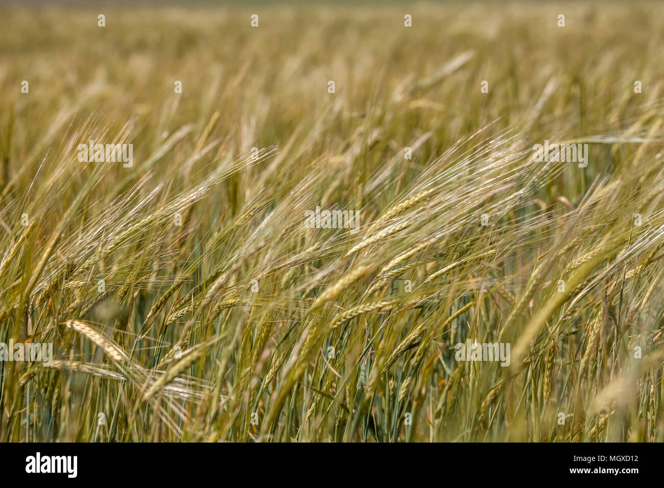 Spring Wheat Field Cluster of wheat plants hi-res stock photography and images - Alamy