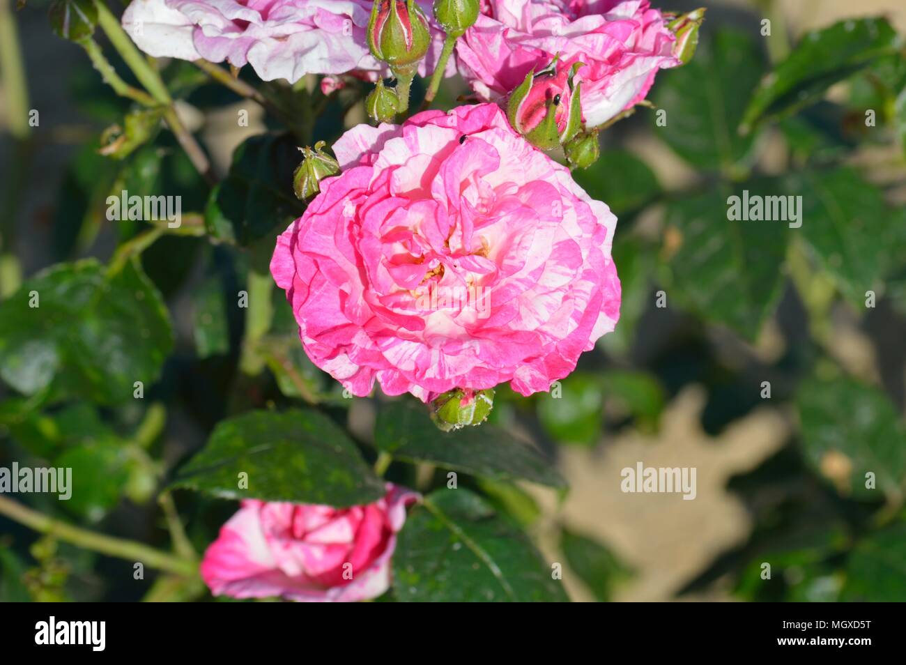 Rose Bright Ideas Stock Photo Alamy