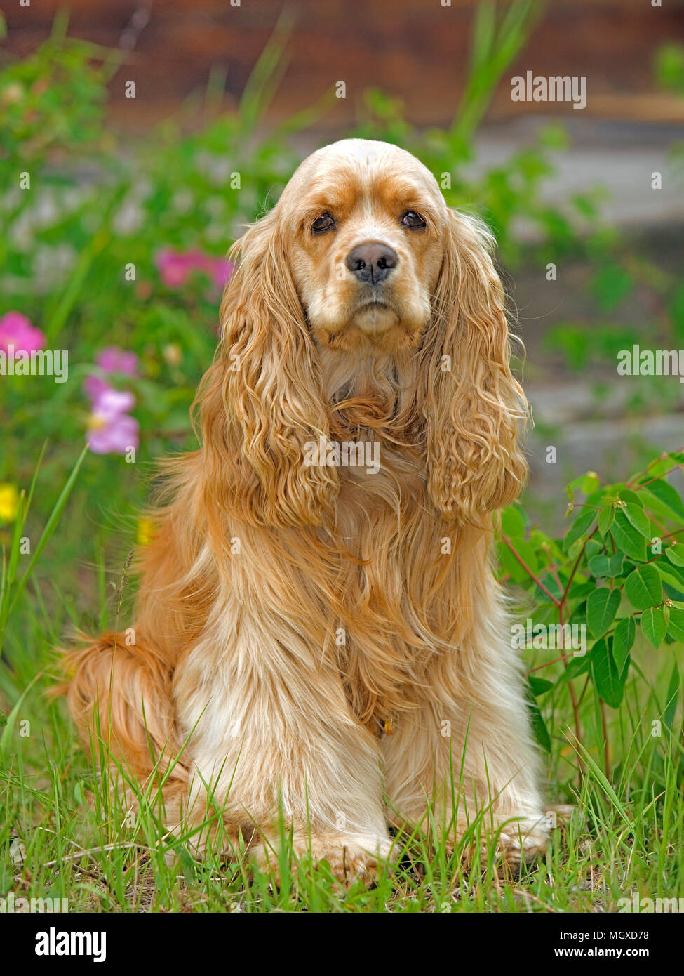Cocker Spaniel sitting outside by flowers, looking at camera. Stock Photo